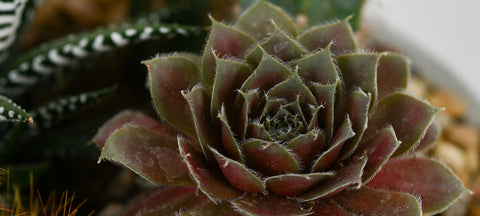 Plants Collection