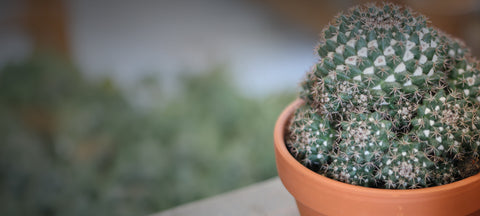 Plants Collection