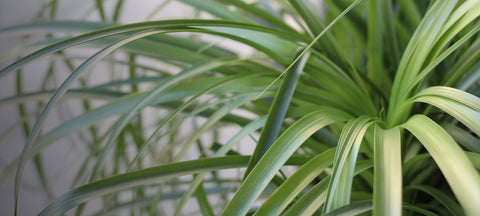 Plants Collection