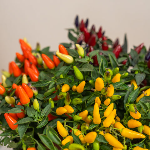 Hot & Spicy