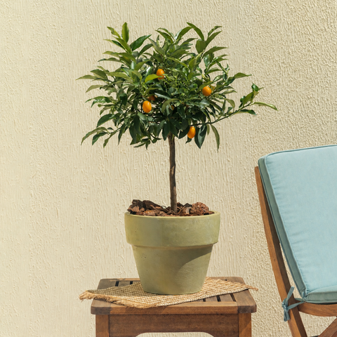 Dad's Kumquat Tree