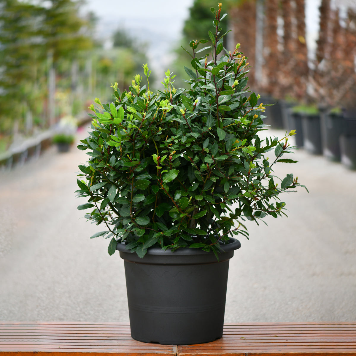 Exotica / Plants / Laurus Nobilis Ball