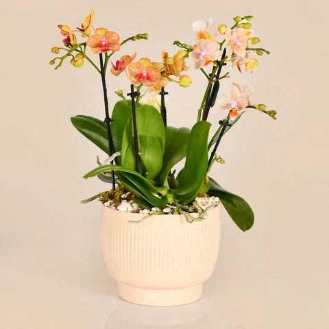 Little Orchids