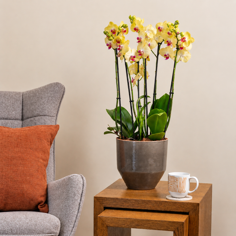 Lush Orchid