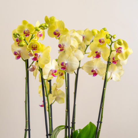 Lush Orchid