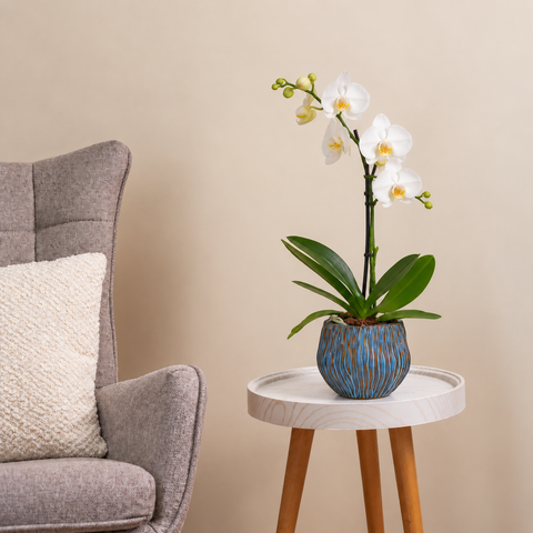 Majestic Orchid