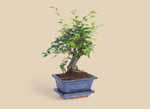 Mini Elm Bonsai