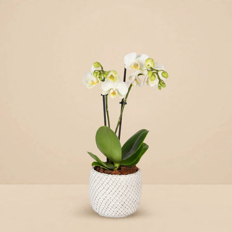 Mini Orchid