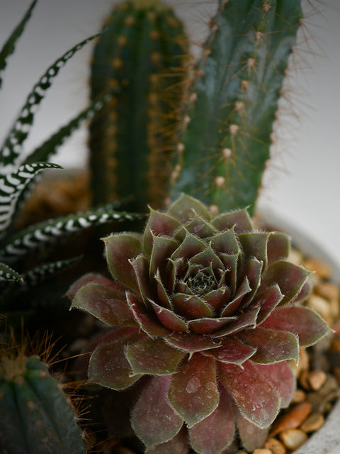 Plants Collection