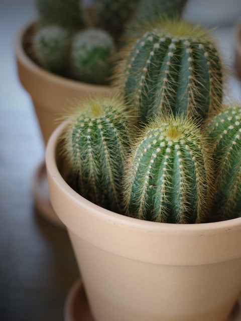 Plants Collection