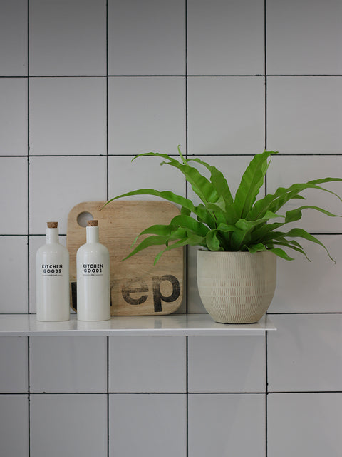 Plants Collection