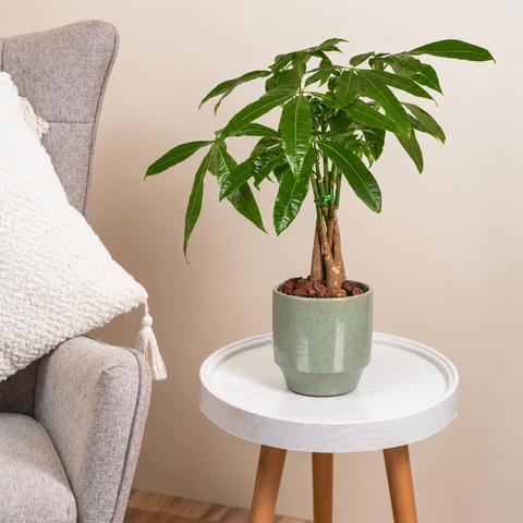 Money Plant