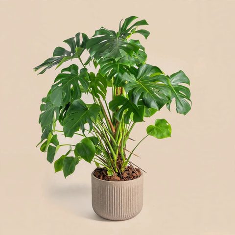 Monstera Plant