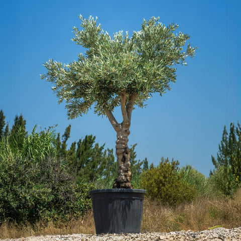 Nature's Legacy