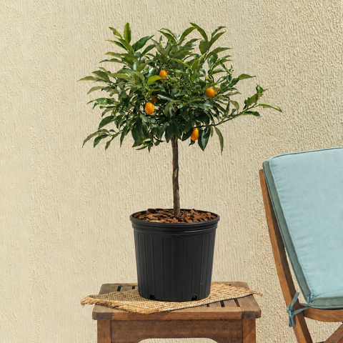 Golden Kumquat