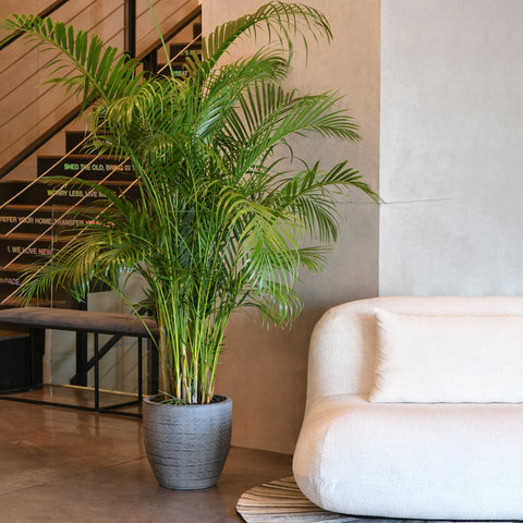 Oasis Areca