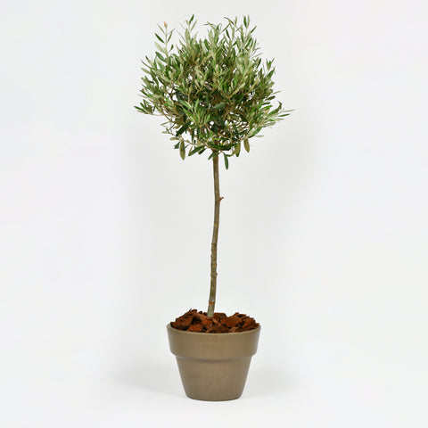 Olea Tree
