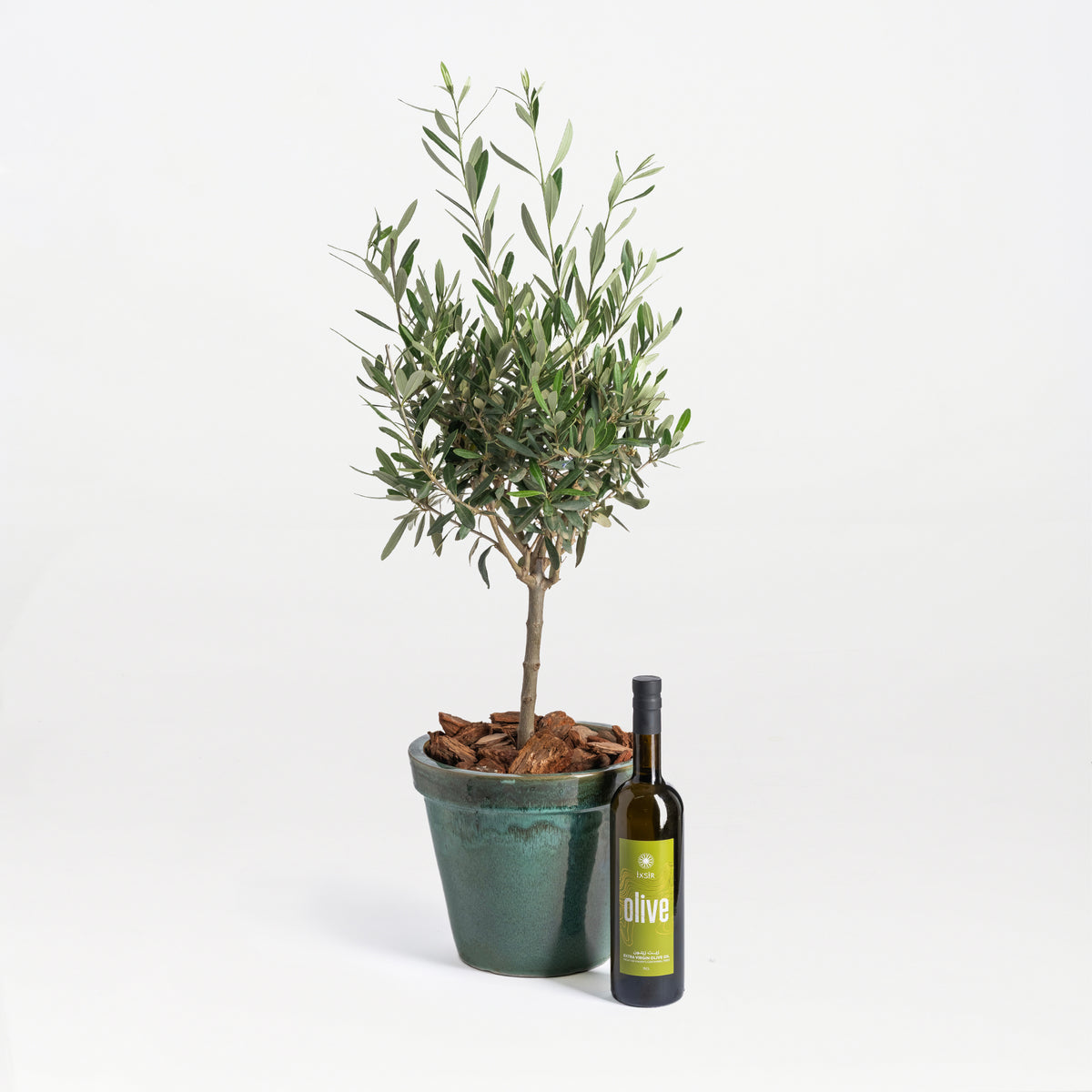 Exotica / Plants / Olea Tree