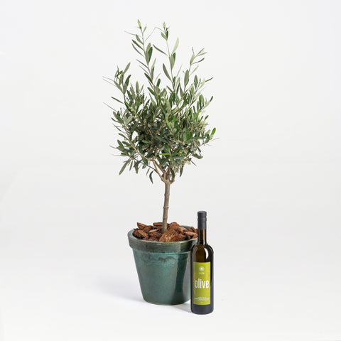Olea Tree
