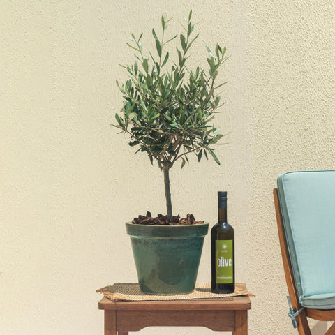 Olea Tree