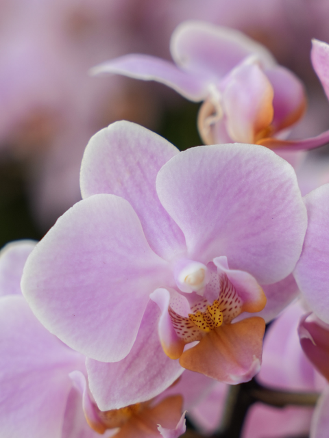Elegant Orchid Collection