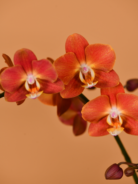 Timeless Beauty in Bloom