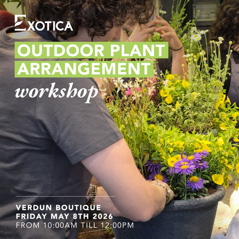 Outdoor Plant Arrangement Workshop