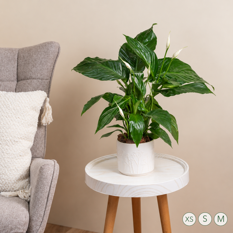 Peace Lily