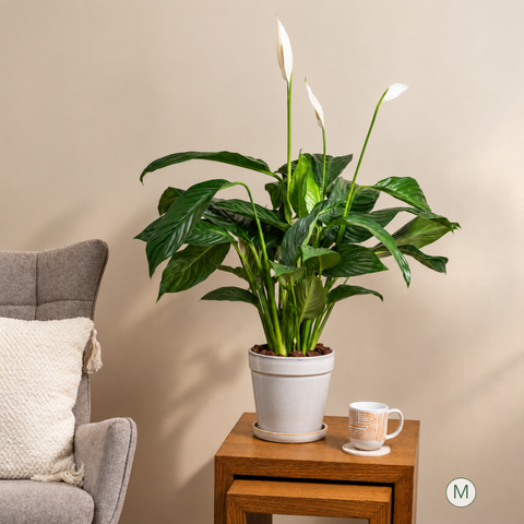 Peace Lily