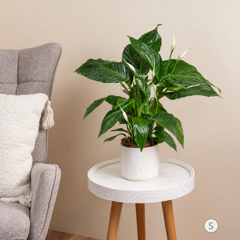 Peace Lily