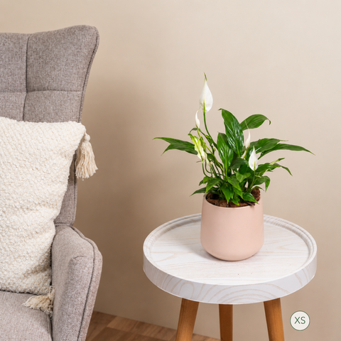 Peace Lily
