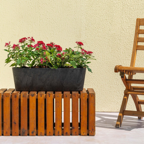 Pentas Plant