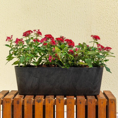 Pentas Plant