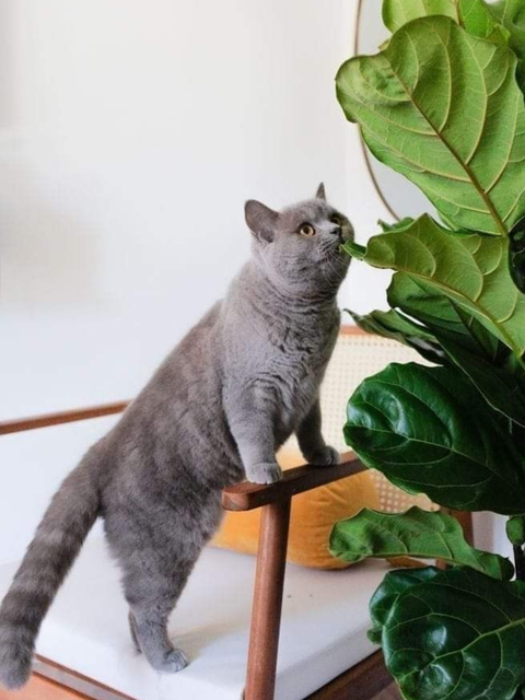 Pet-Safe Plants for Every Home