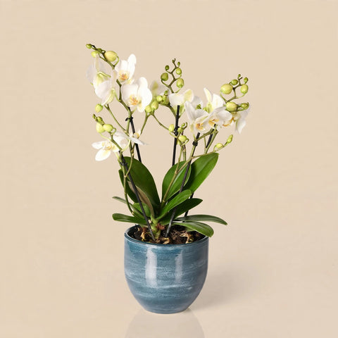 Phalaenopsis Boquetto
