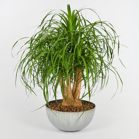 Ponytail Palm