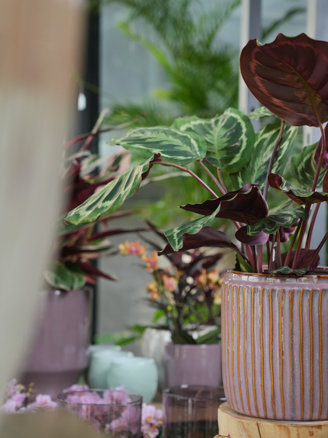Stylish Pots for Every Plant
