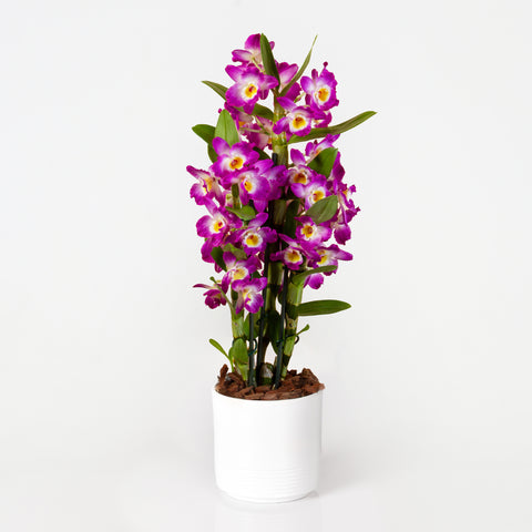 Purple Bamboo