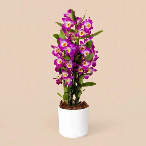 Purple Bamboo