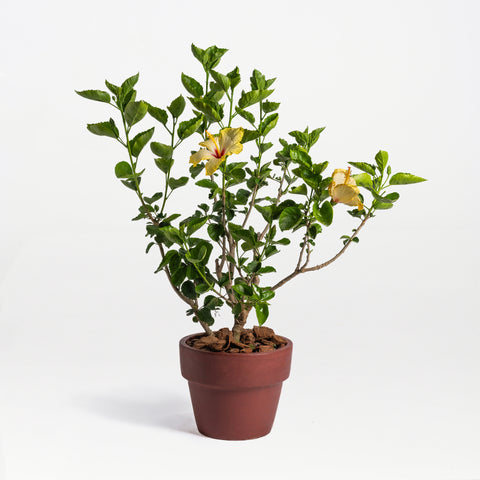 Radiant Growth