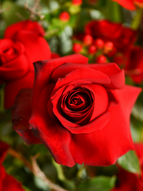 Elegant Red Rose Creations