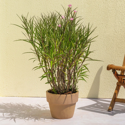 Lavender Ruellia