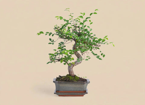 S-Shape Elm Bonsai