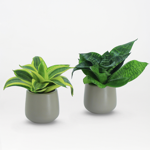 snake plant on desk Sansevieria Desk Bundle