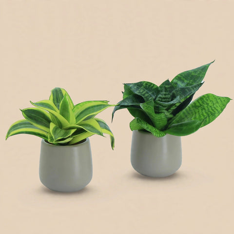 Sansevieria Desk Bundle