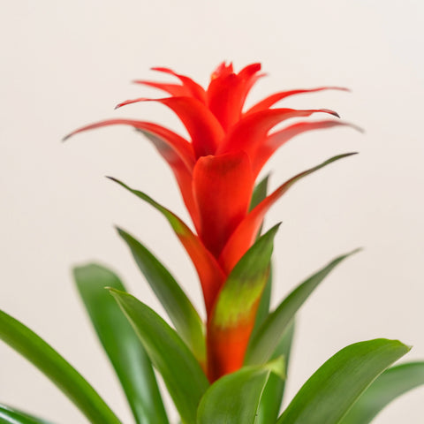 Scarlet Star
