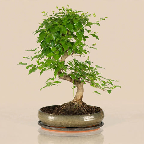 Serene Bonsai