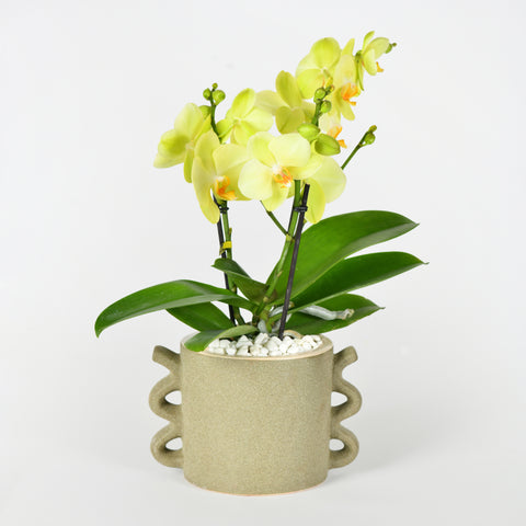 Shining Orchid
