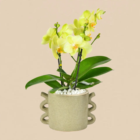 Shining Orchid