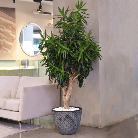 Silky Dracaena